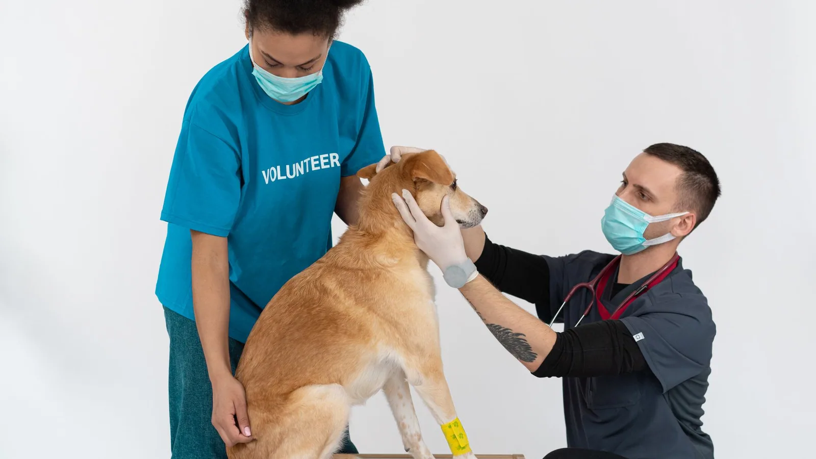 Veterinarian and volunteer check up on dog with masks and gloves in clinic