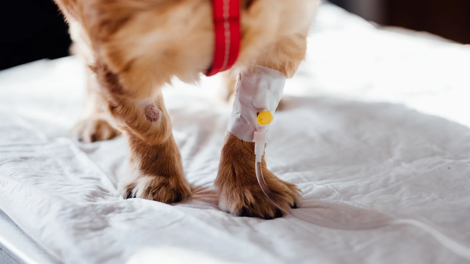 A small dog with an IV is receiving treatment at a vet clinic, focusing on its paws