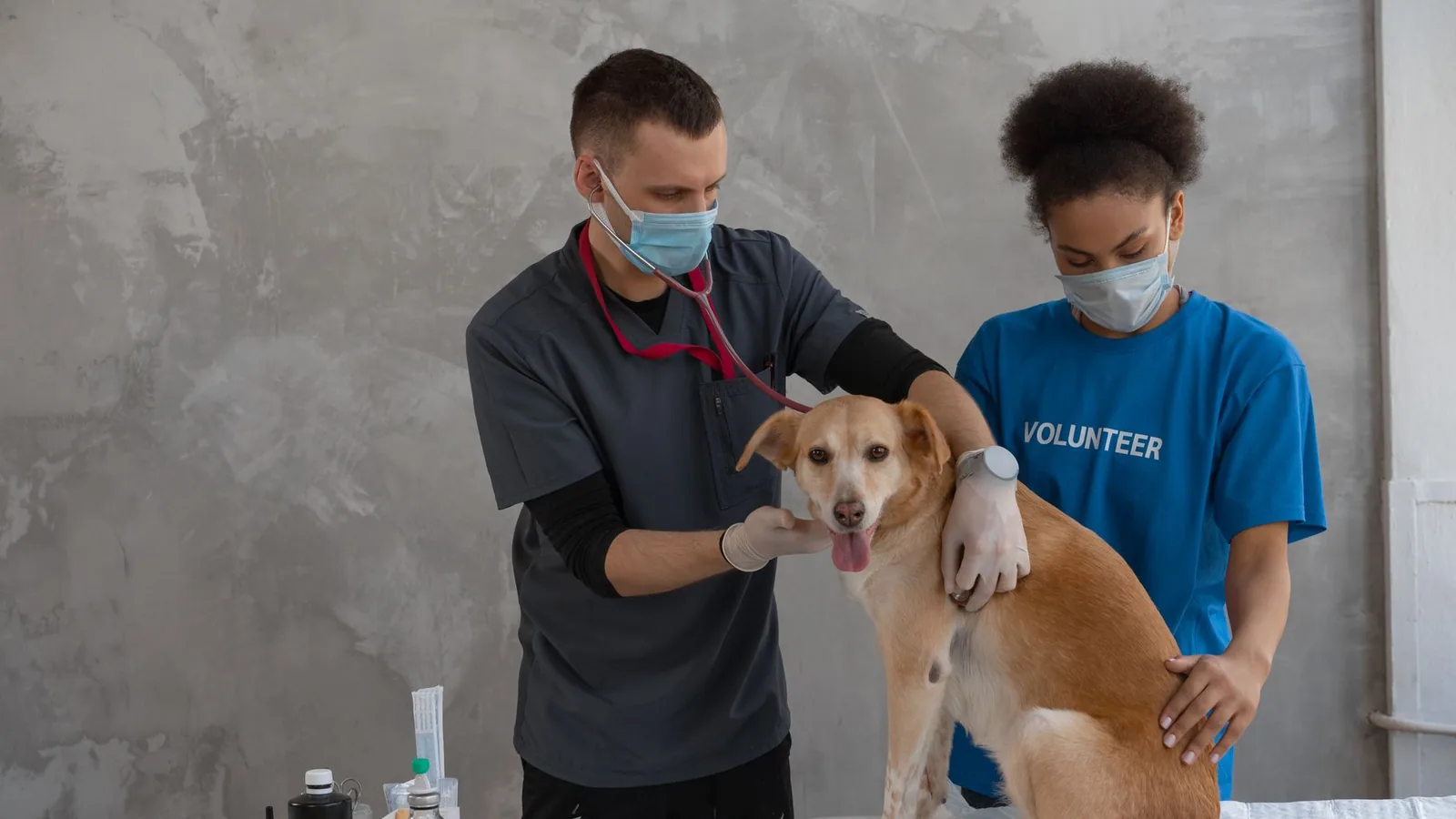 Vet and volunteer examining a dog in a clinic. Professional healthcare assistance