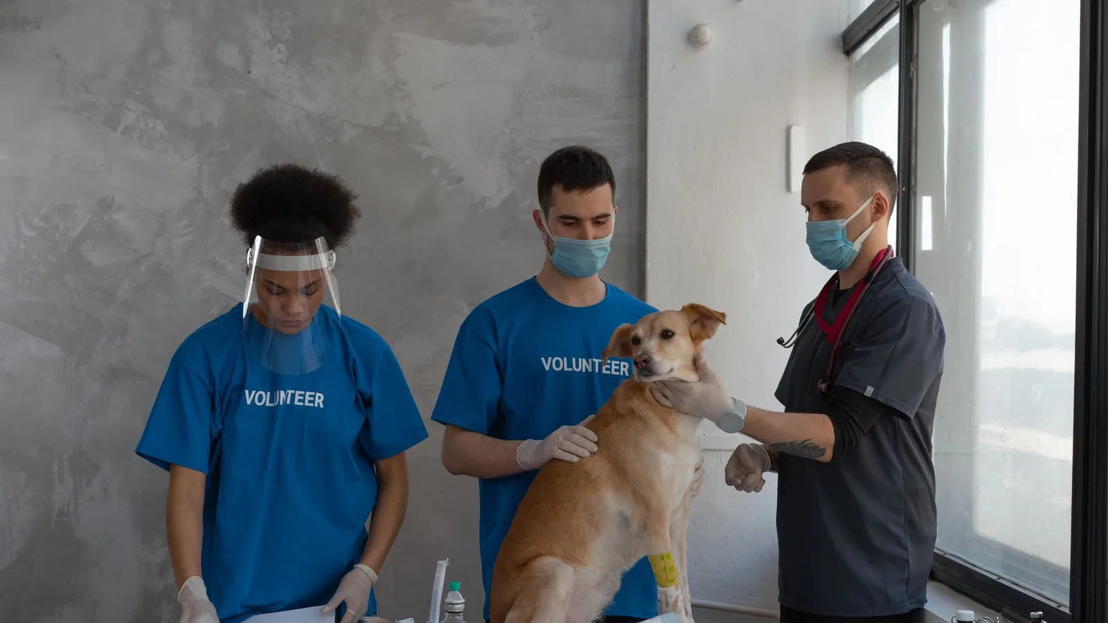 Volunteers assist a veterinarian during a dog's health check-up in a clinic