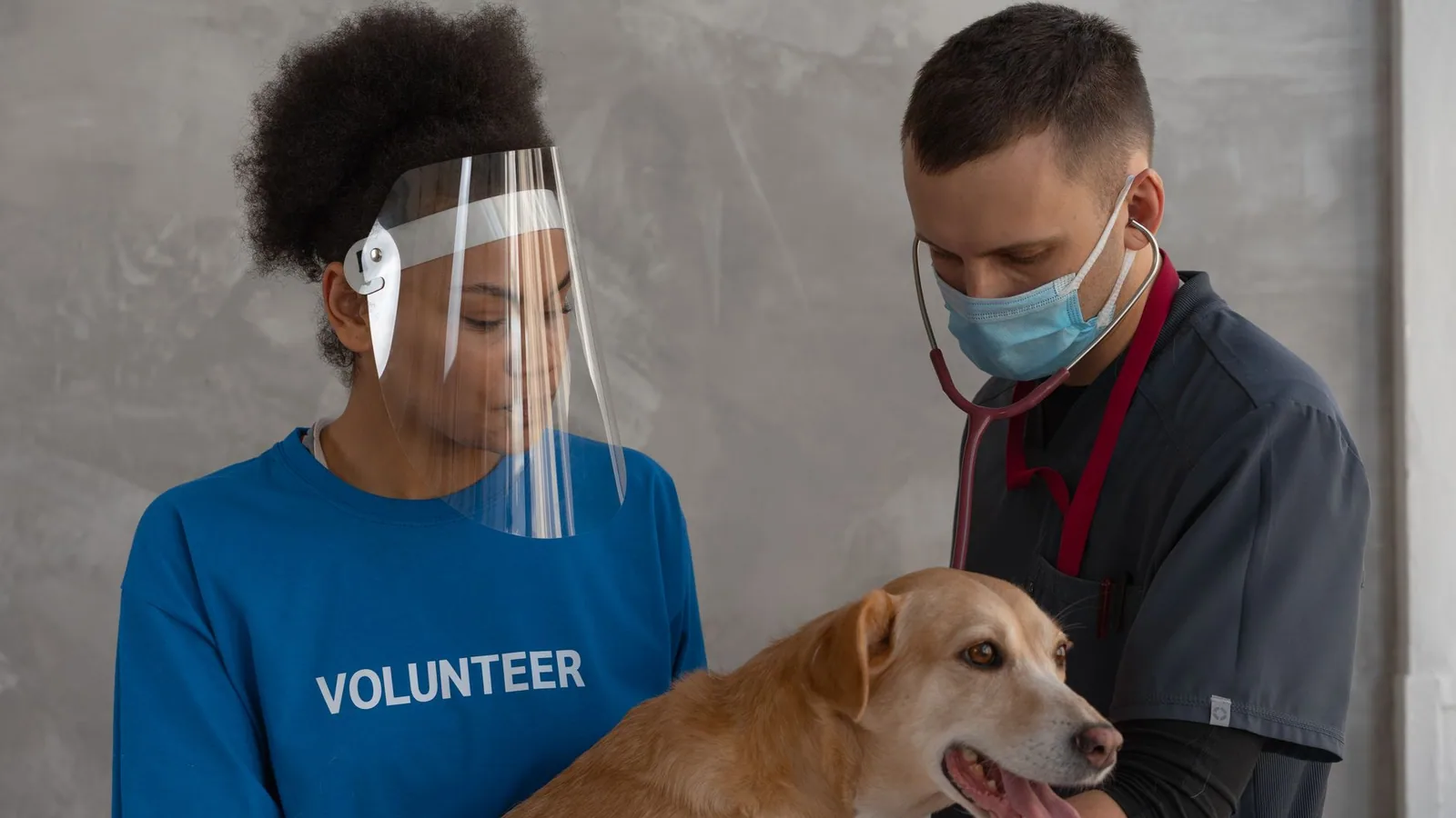 A veterinarian and a volunteer collaborate to check a dog in a clinic