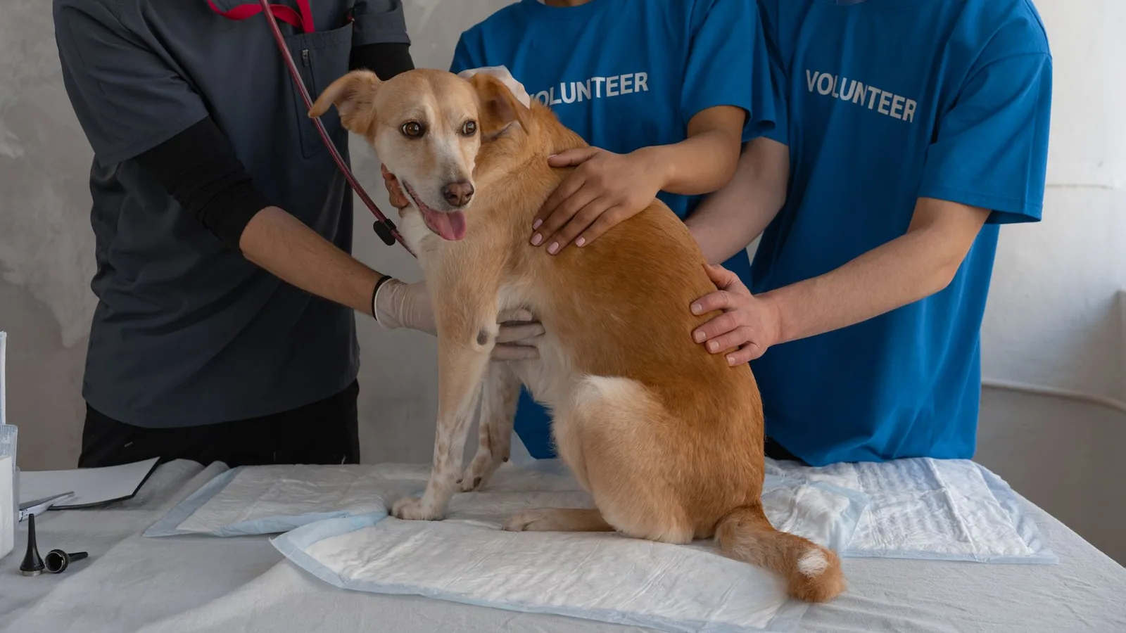Ketamine: Veterinary Uses, Dosing, and Effects