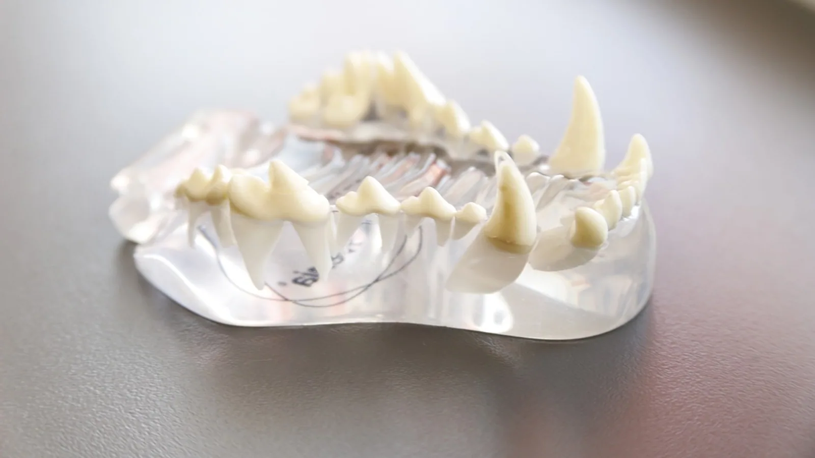 Tooth model, grazing, animals, pets, veterinary, veterinarians, dog, canine, pet, animal, medical, nature, doctor, health, vet, care, clinic