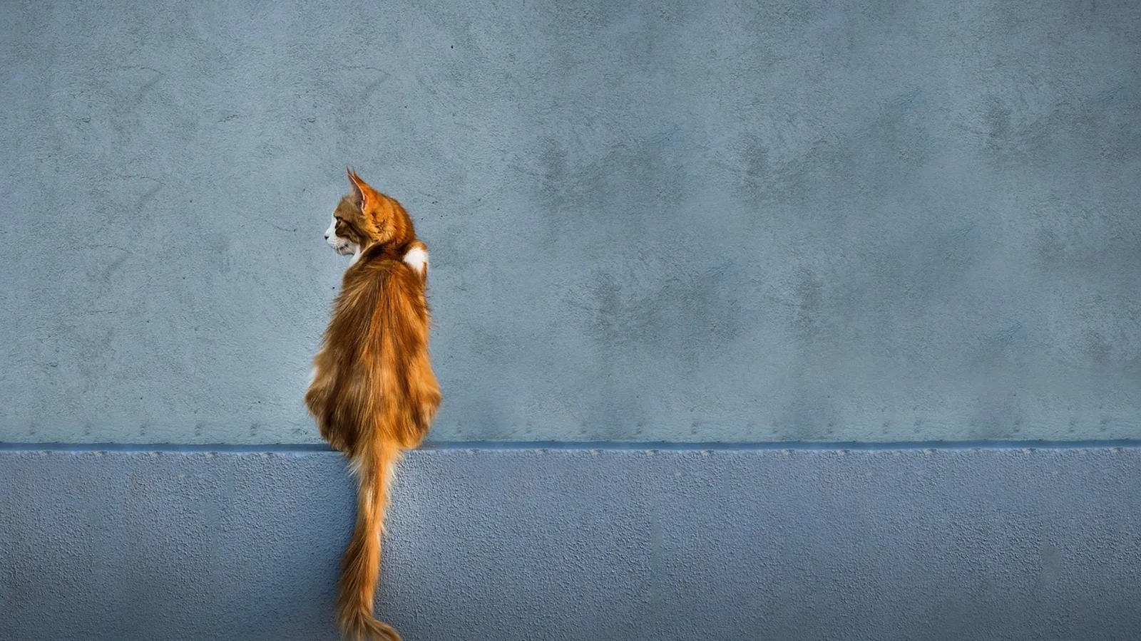Feline Hyperesthesia Syndrome: Rippling Skin, Tail Attacks, and What Helps