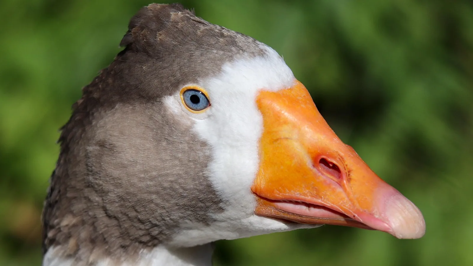 Sebastopol Goose: Care Guide for Curly-Feathered Geese