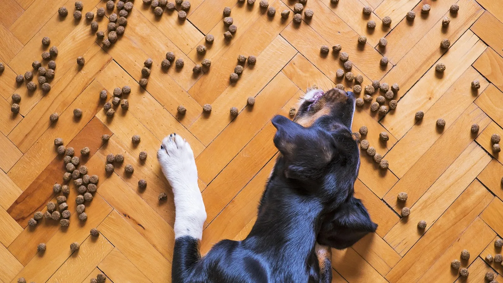 Royal Canin Dog Food: A Veterinarian's Review