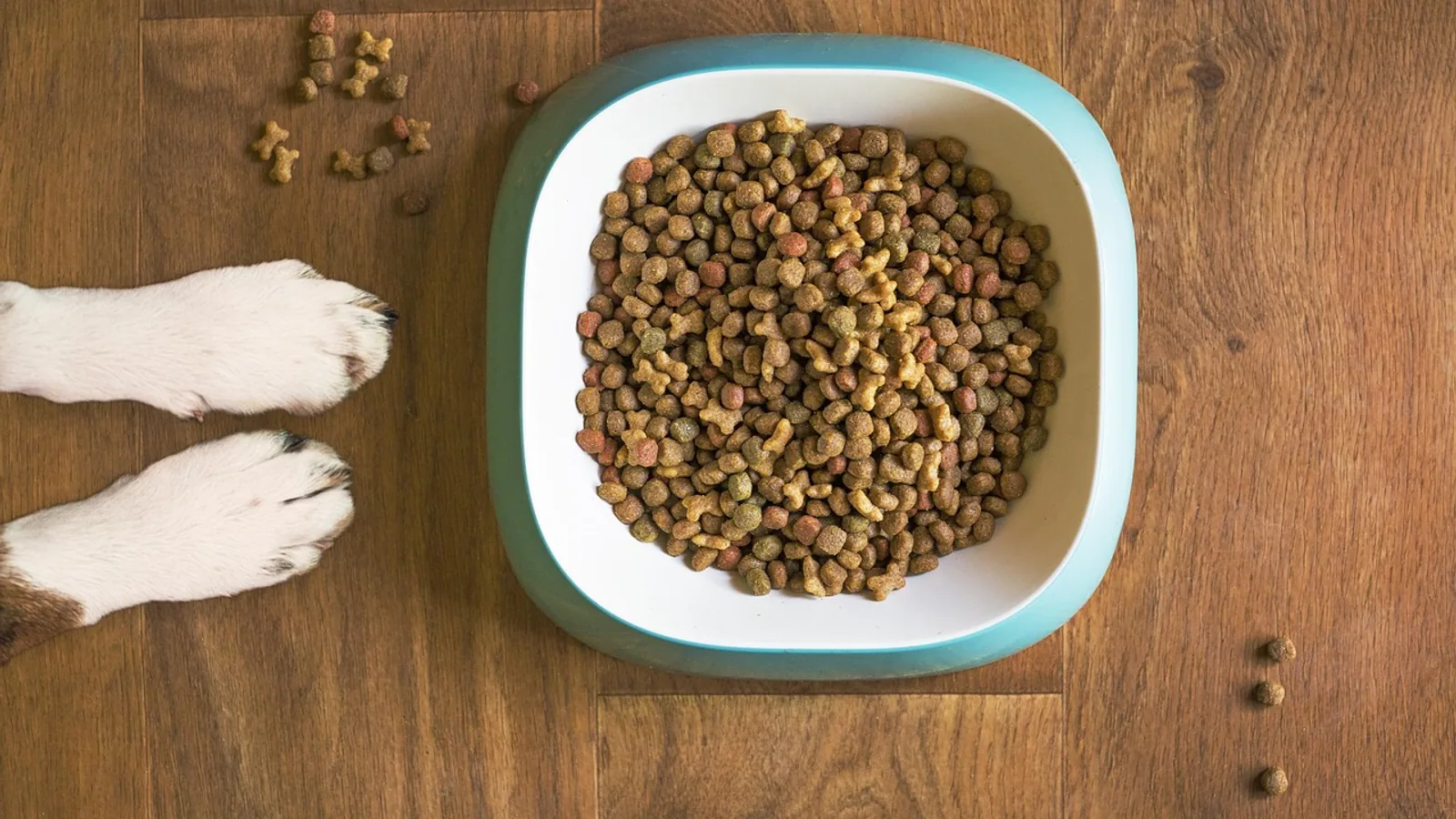 Dog Food Recalls: How to Check and What to Do Next