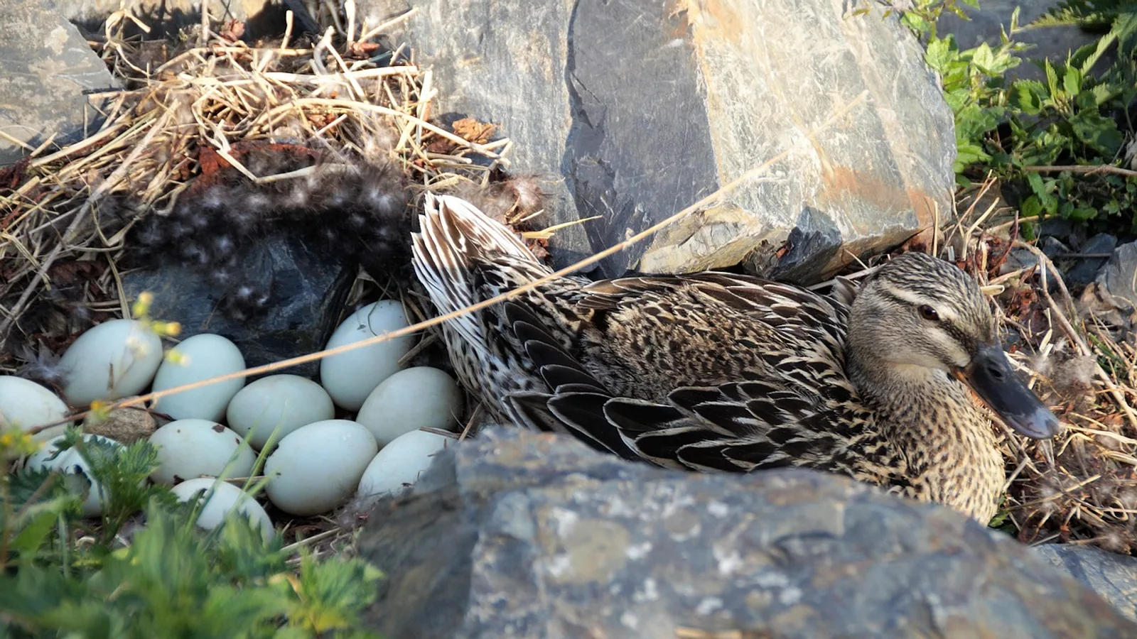 How Long Do Duck Eggs Take to Hatch? Timeline