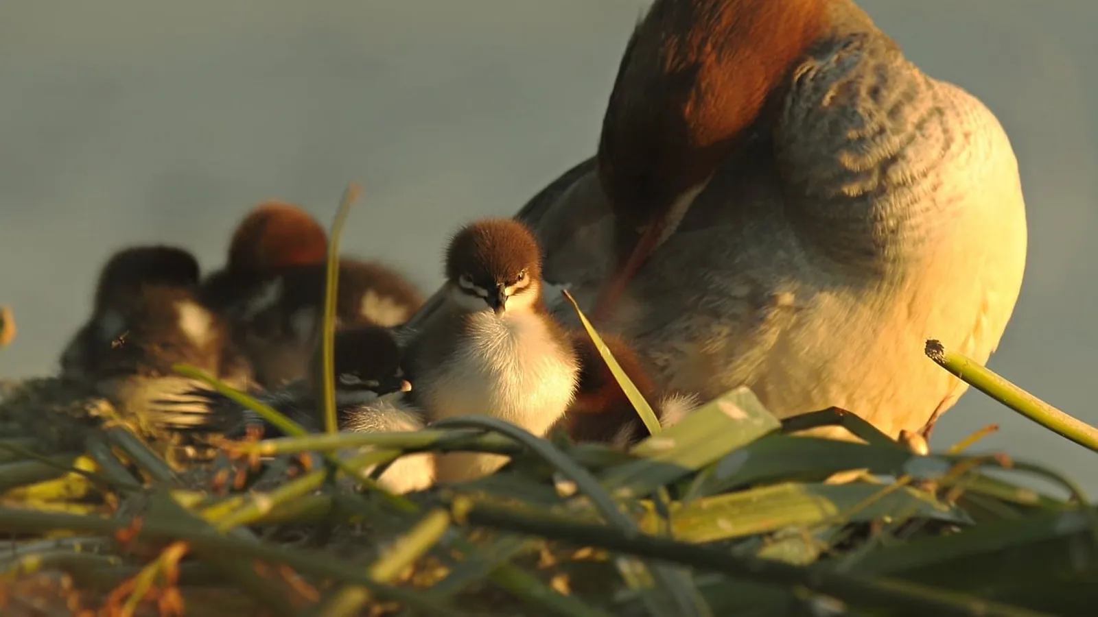 Magpie Duckling Care: Brooding and Feeding Guide