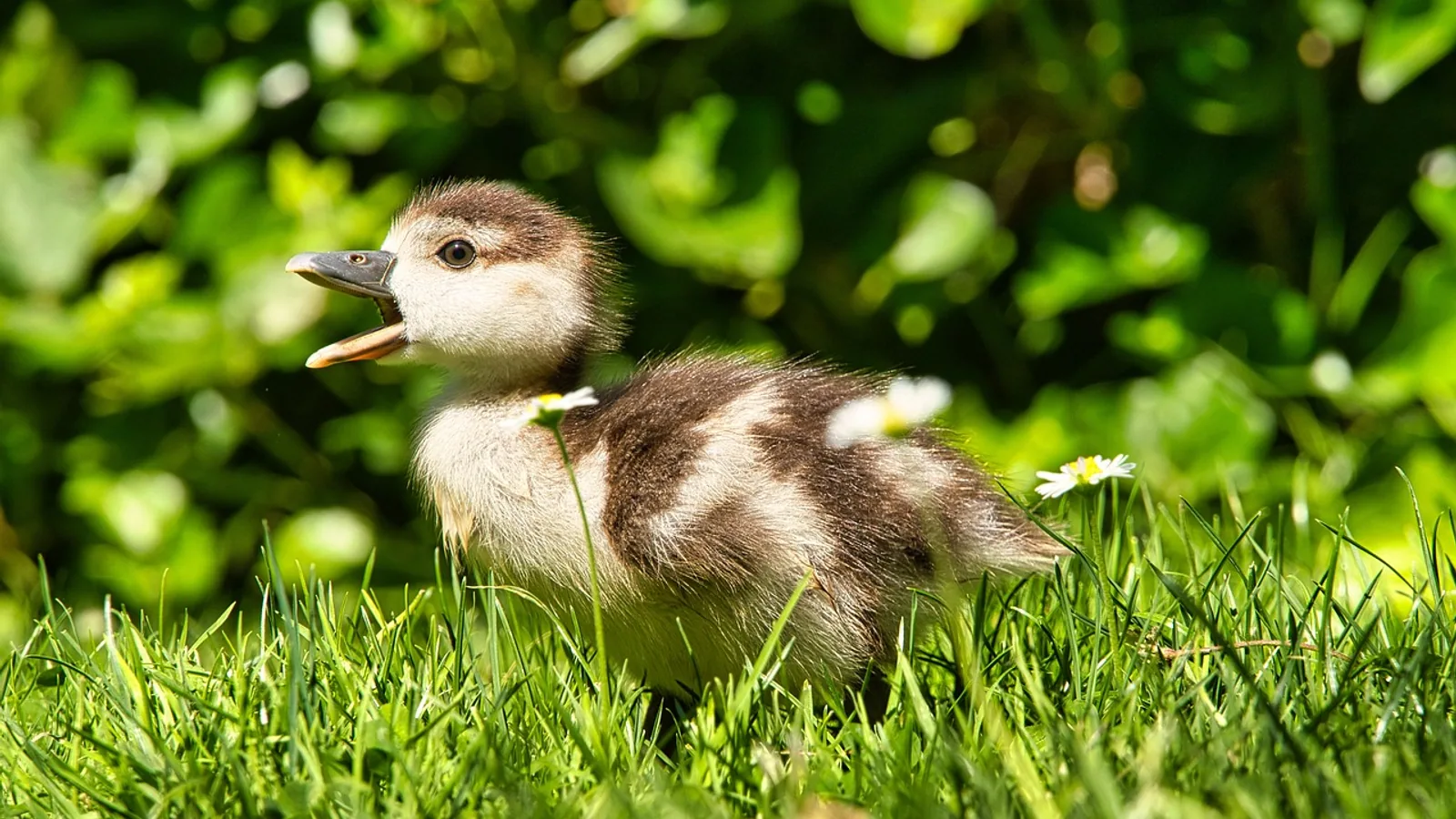 Feeding Ducklings: Starter Feed and Schedule