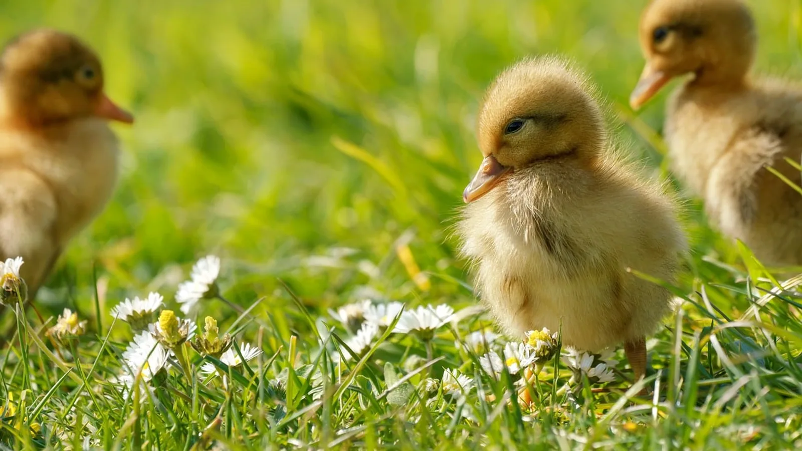 What to Feed Ducklings: Age-Based Feeding Chart
