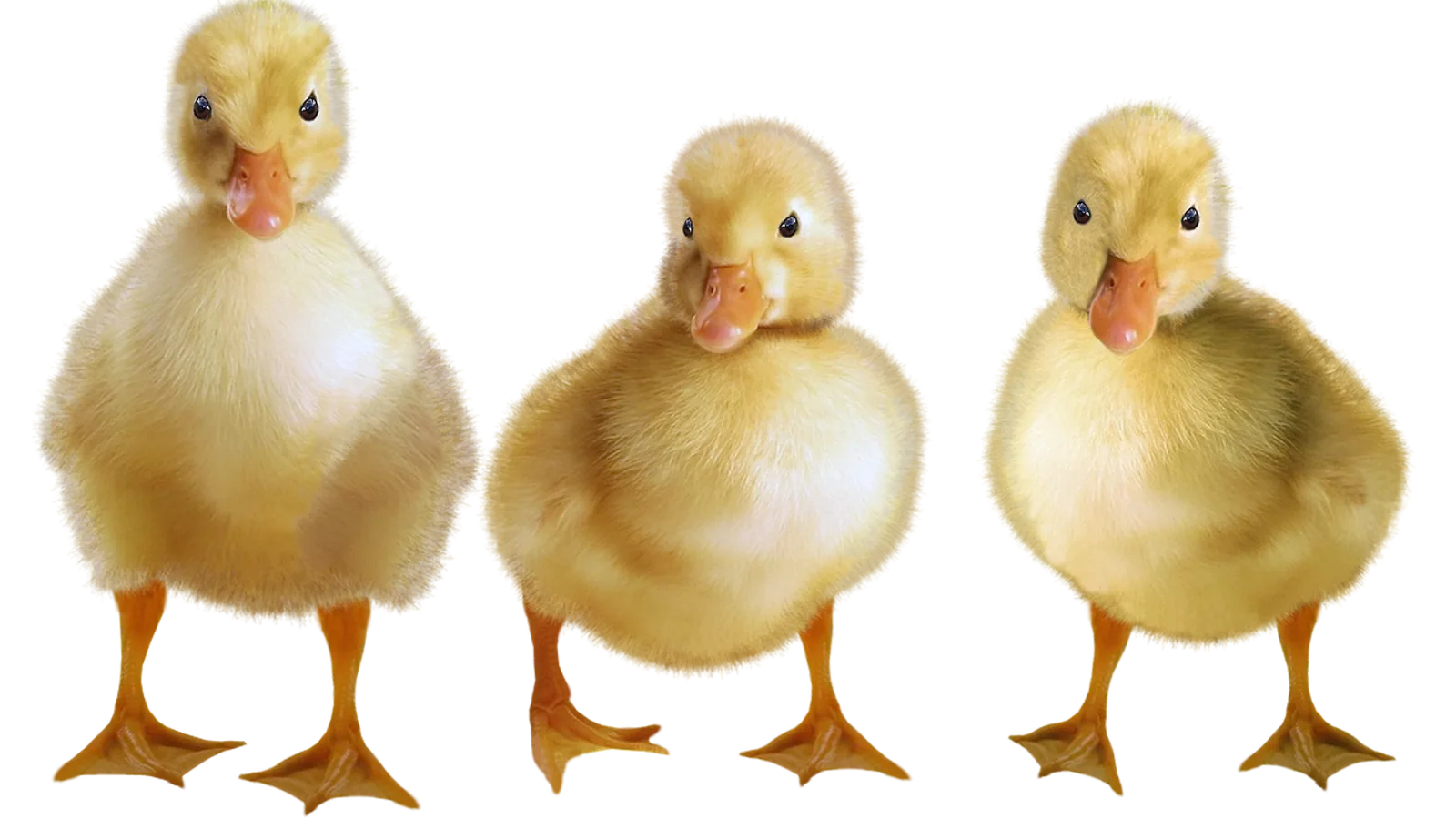Ducklings Eating: What and How Much to Feed