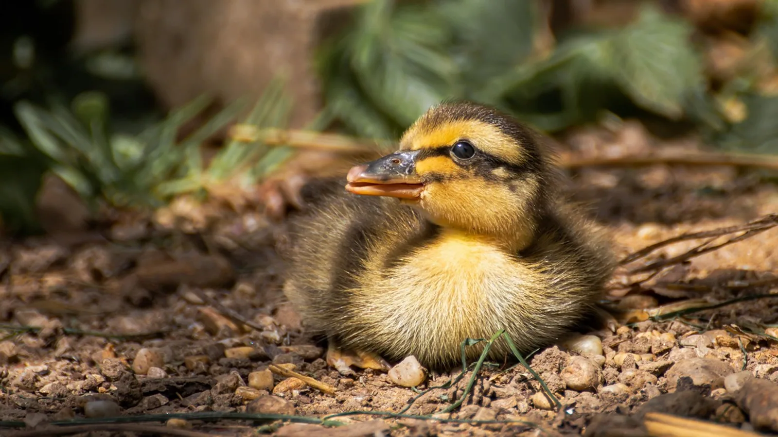 How Long Do Ducks Live? Domestic and Wild Lifespans
