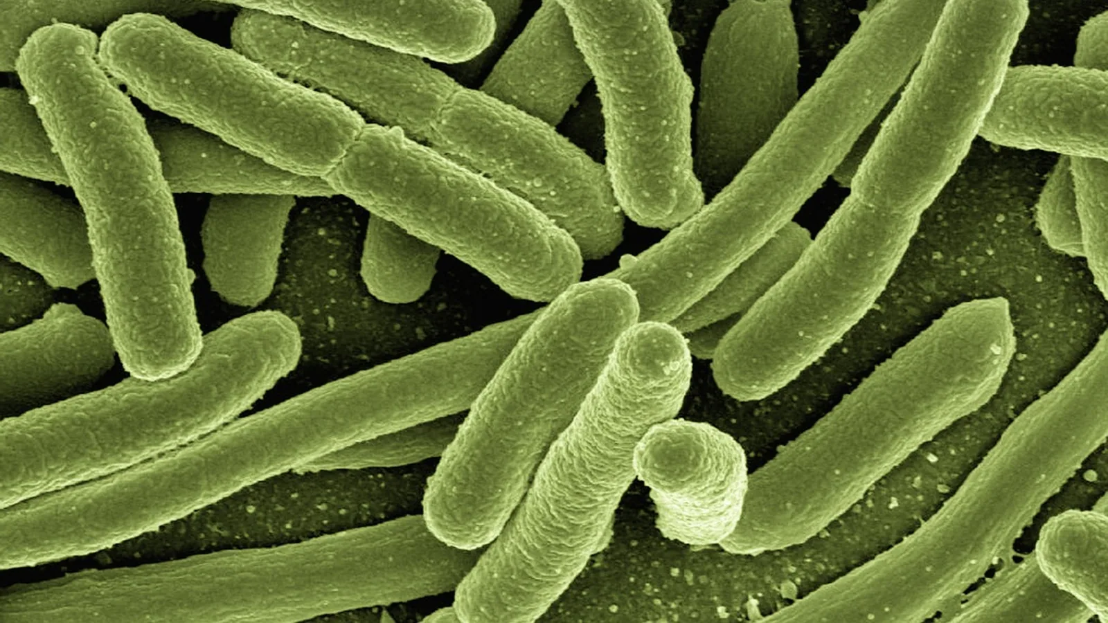 Asexual Reproduction: Types and Examples