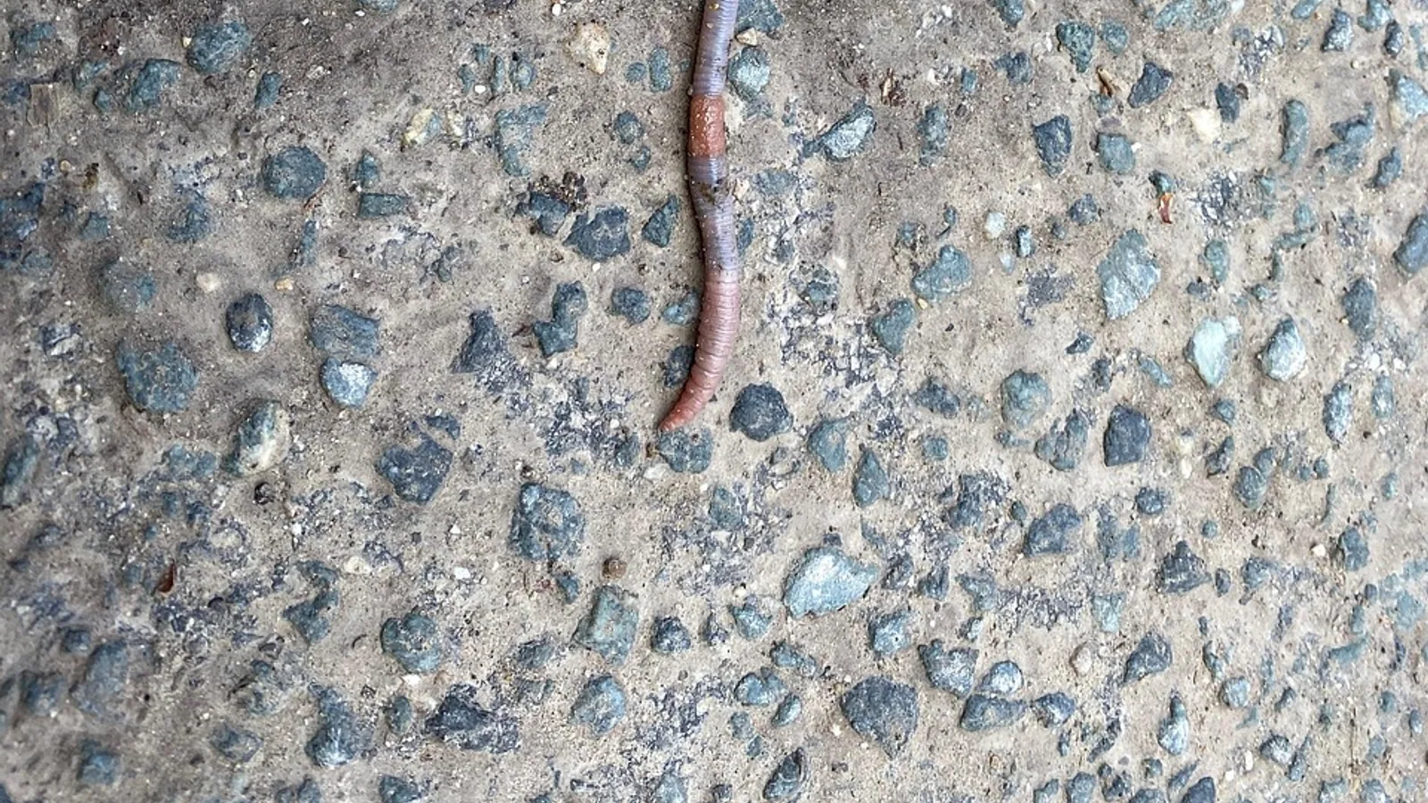 Annelid Phylum: Characteristics and Examples