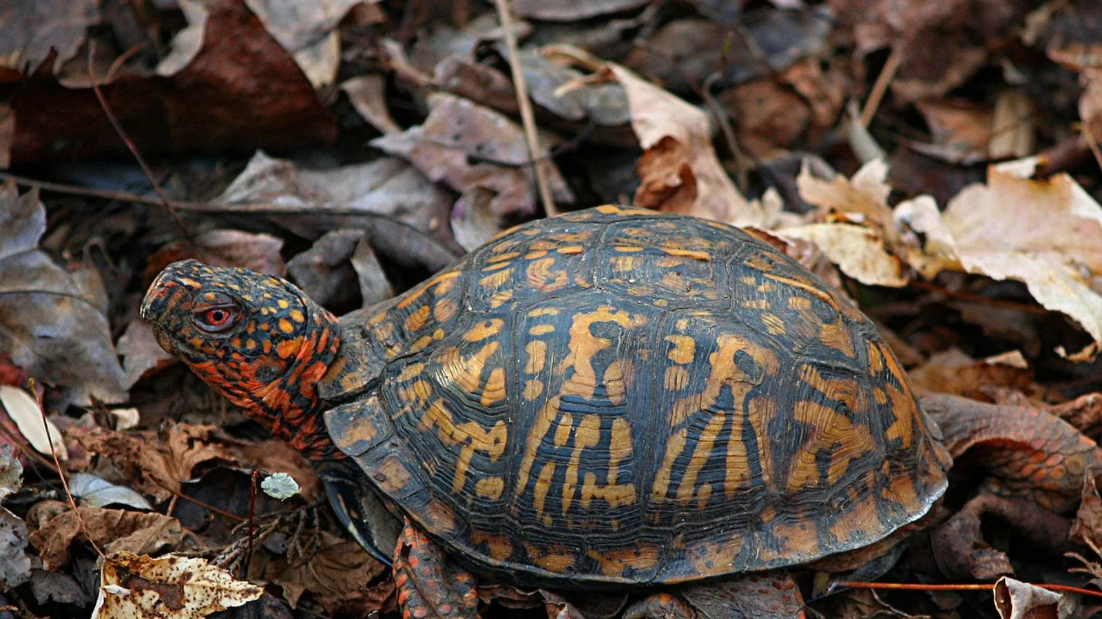Terrapene carolina carolina: Eastern Box Turtle