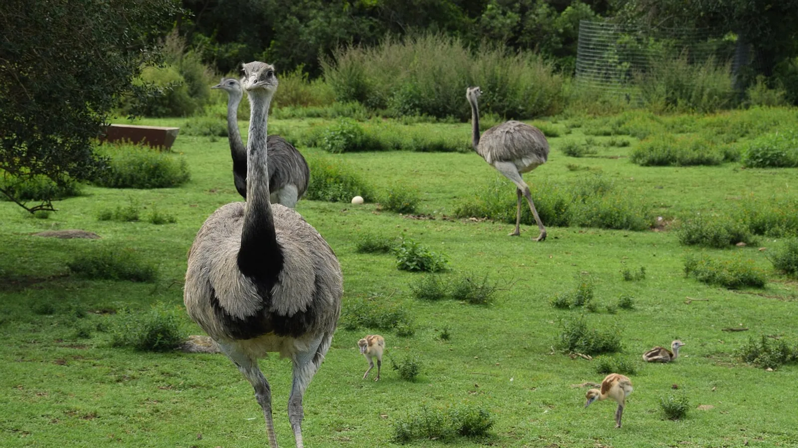 Emu Egg: Size, Incubation, and Nutrition Facts