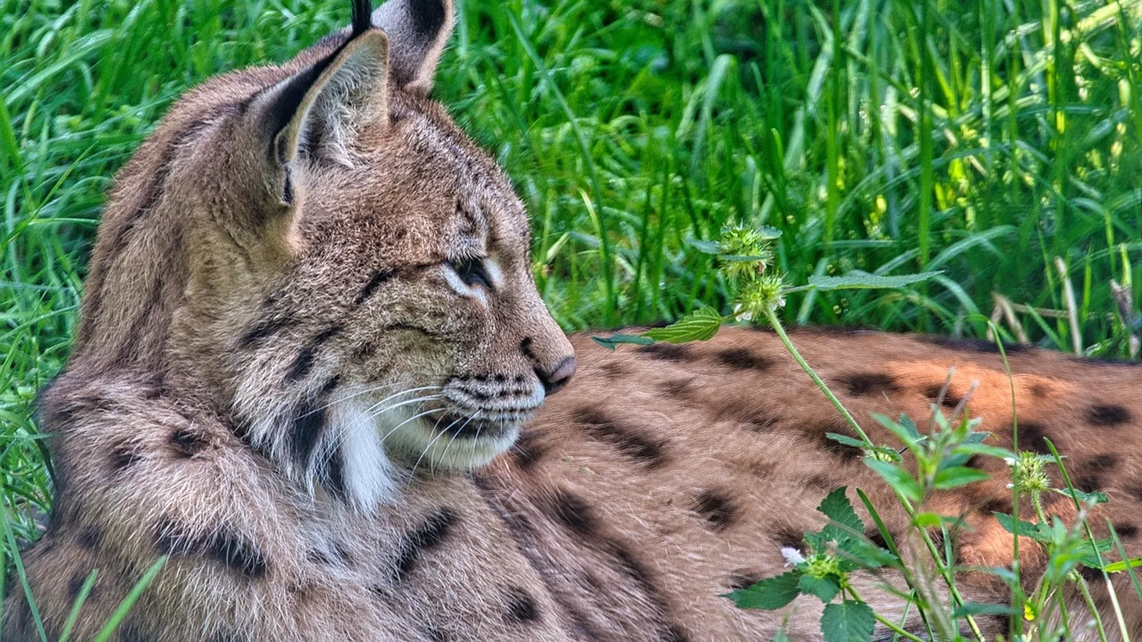 Lynx Cat: Species, Traits, and Domestic Lookalikes