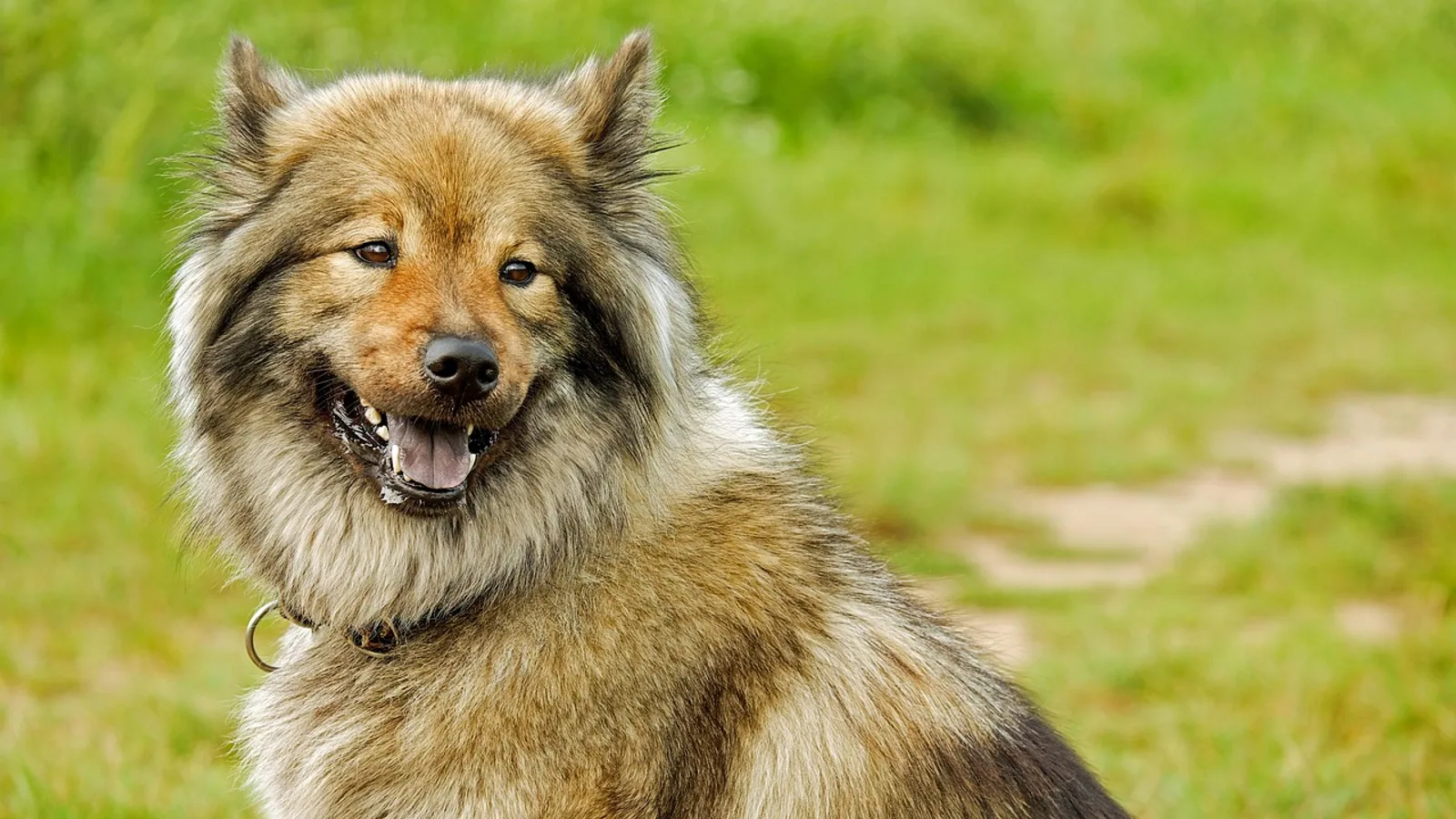 Medium-Size Dog Breeds: Traits and Care Comparison