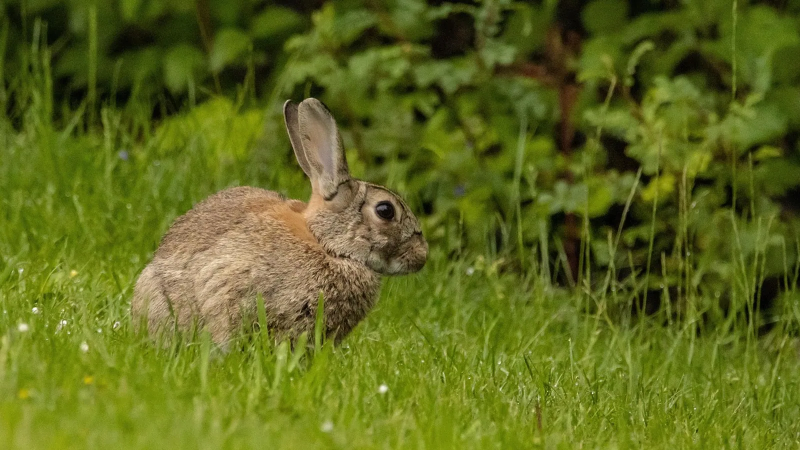 Tularemia (Rabbit Fever): Symptoms and Transmission