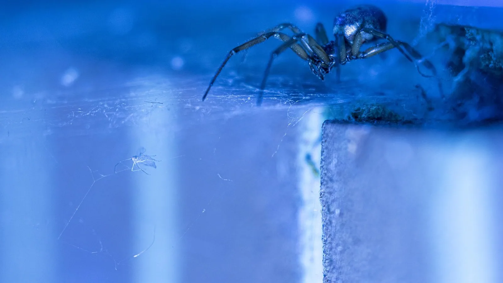 False Black Widow Spider: ID and Bite