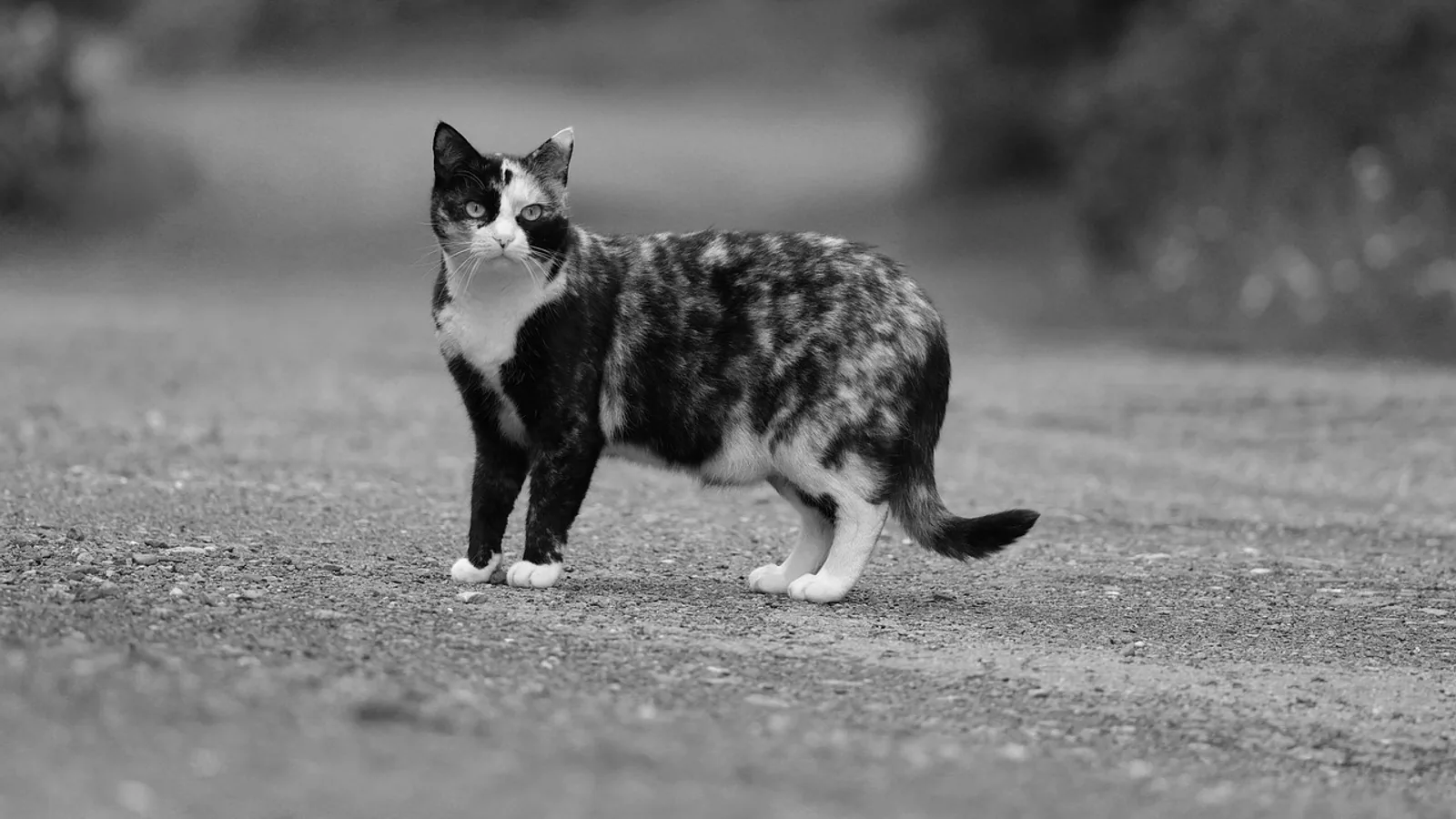 Do Female Cats Spray? Causes and How to Stop It