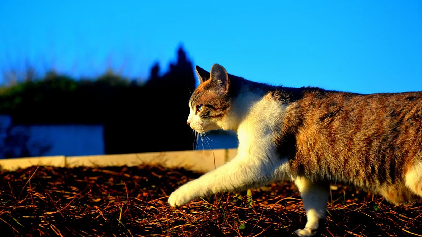 Feral Cats: What They Are, TNR, and How to Help Safely