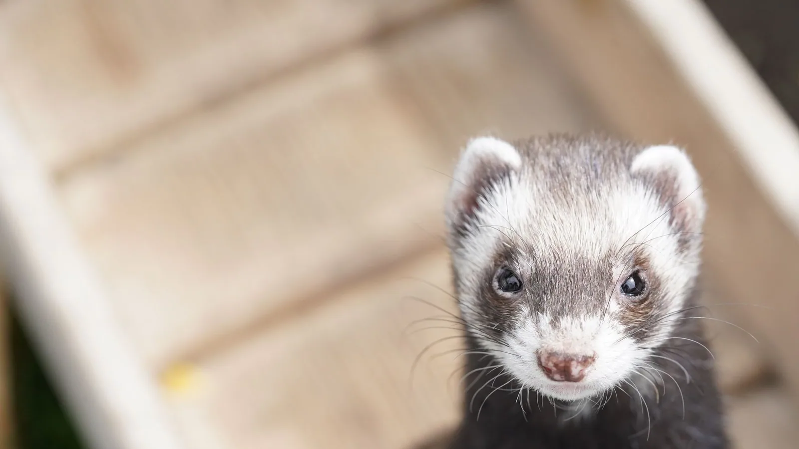 Ferret Diet and Nutrition Guide