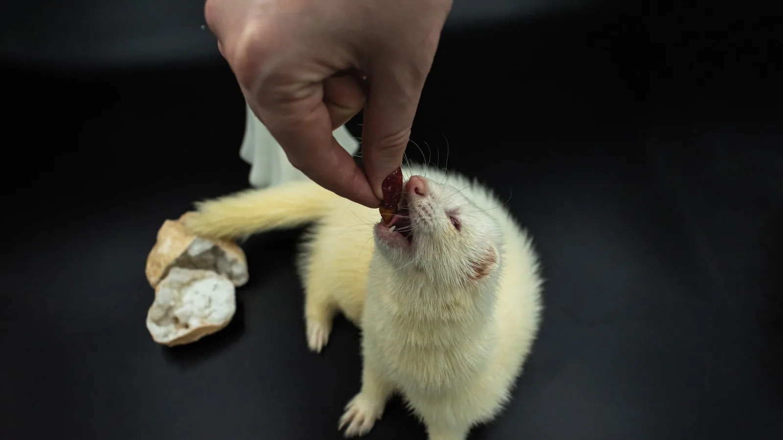 Ferret-Proofing Your Home