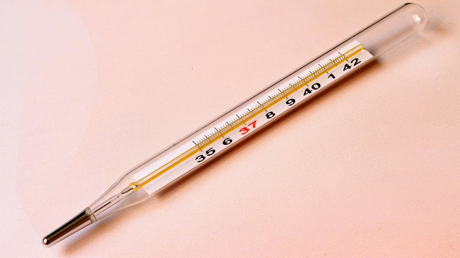 Normal Temp for Dogs: Range, How to Measure, and Fever