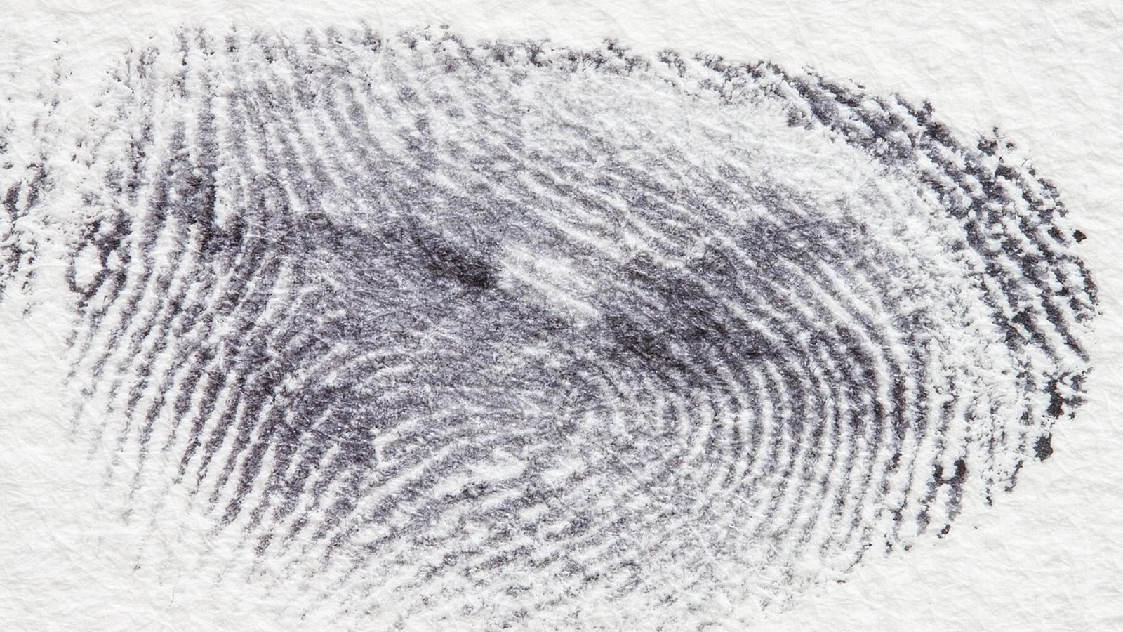 Meissner Cells: Tactile Corpuscle Structure and Function