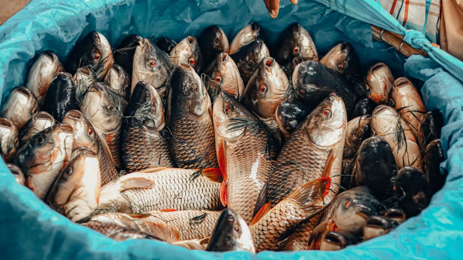A vibrant display of fresh fish in a blue barrel at a market in Dhaka, Bangladesh