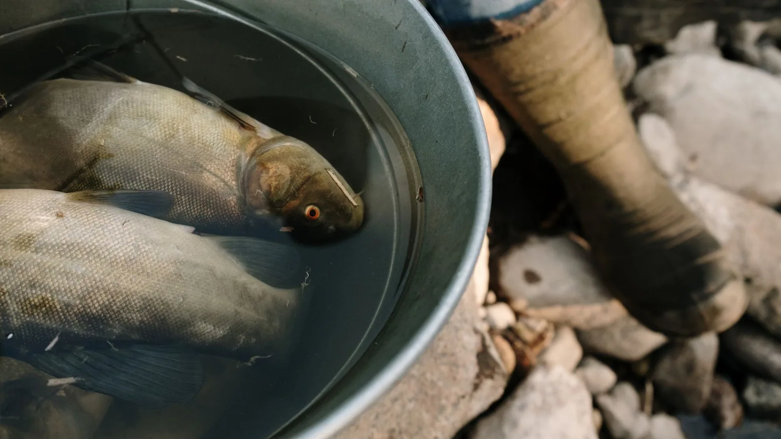 Goldfish Care Guide: Tank Size, Diet, and Lifespan