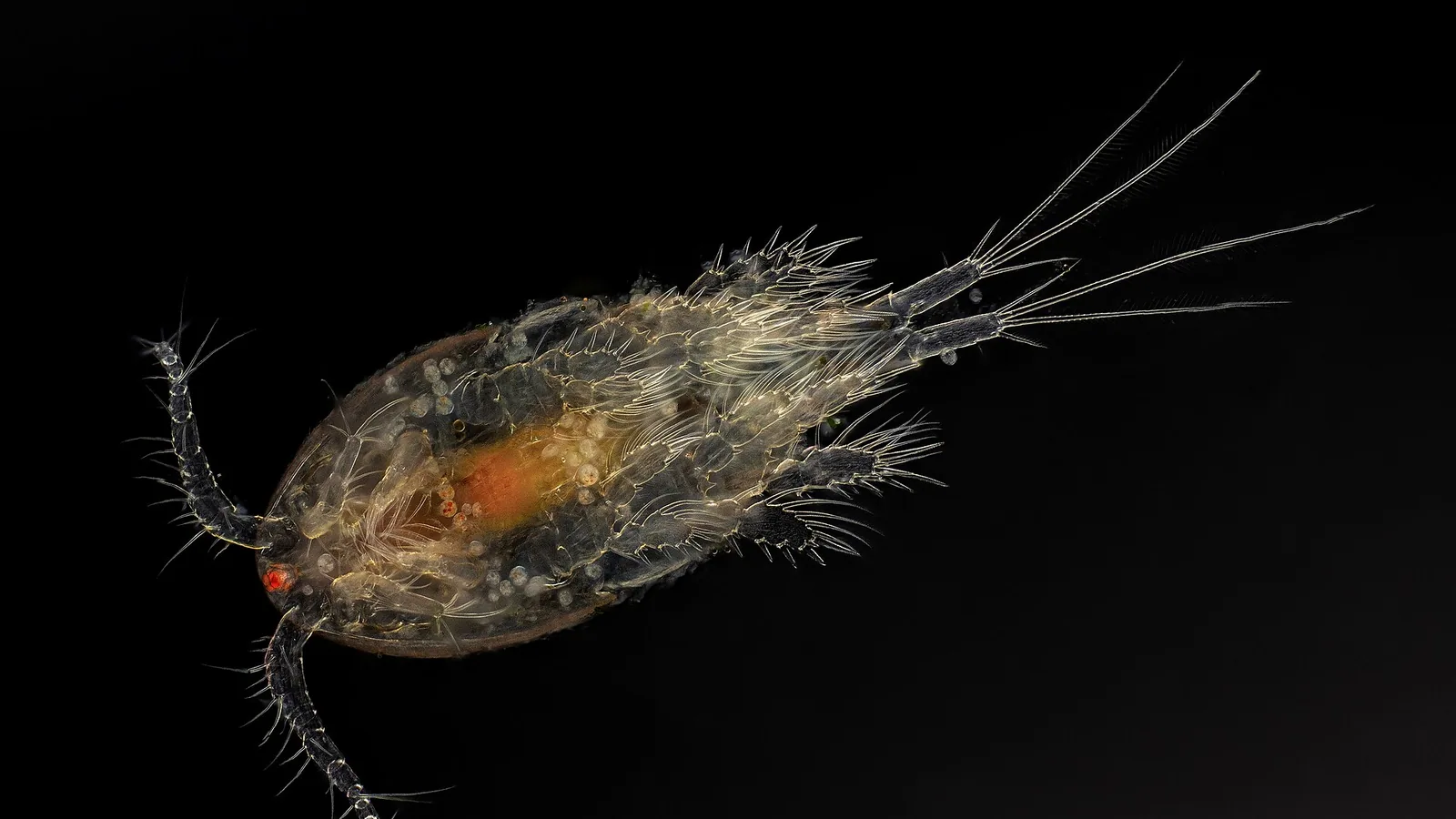 Fish parasite microscopy