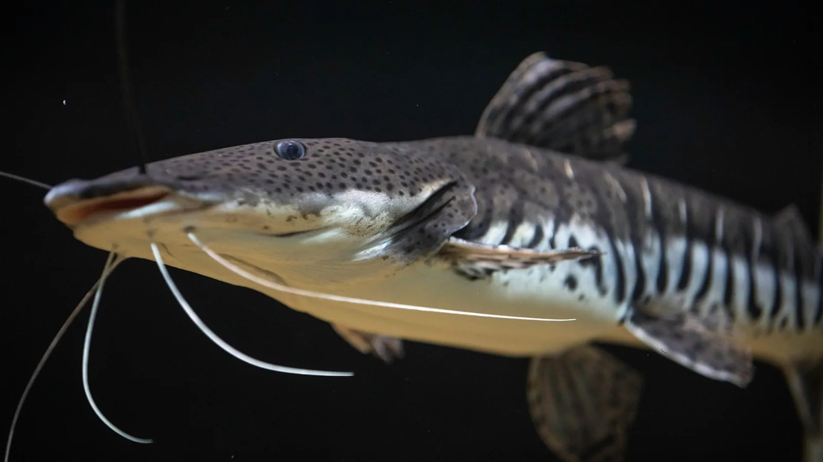 Fish Tank Stand: Choosing the Right One