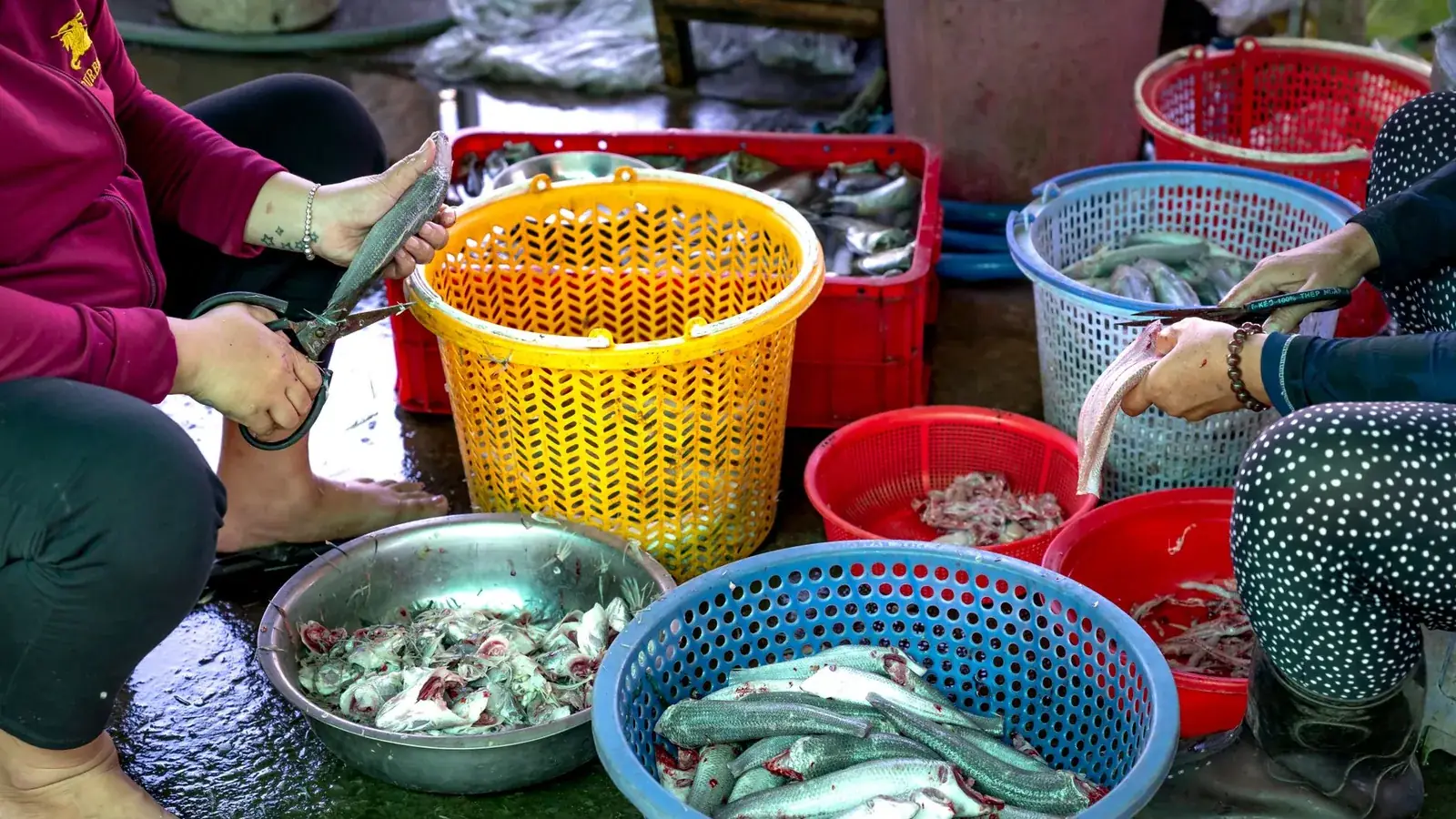 Cleaning Symbiosis in the Ocean: How Cleaner Fish and Shrimp Help Their Clients