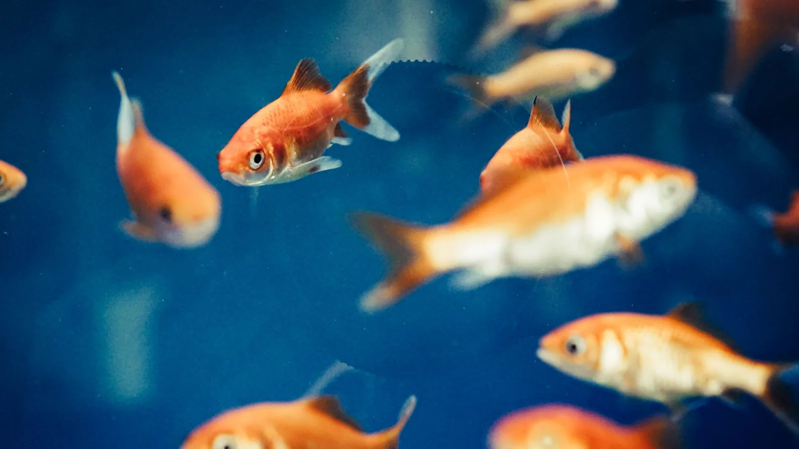 The Fastest Swimmers: How Fish Move Through Water