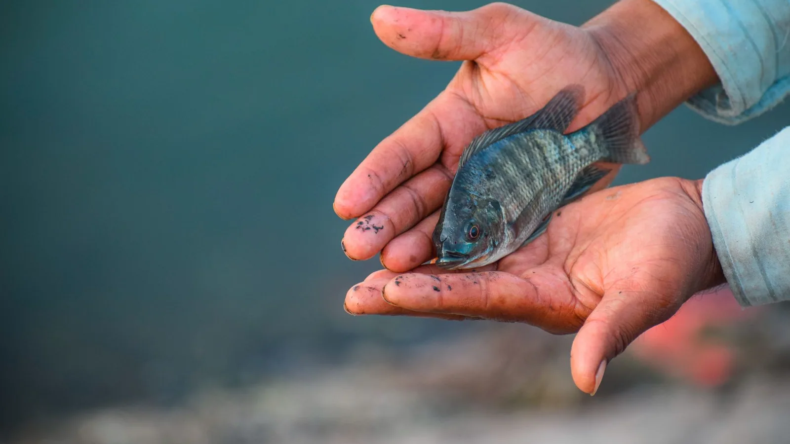 Symbiosis in Fish: From Cleaner Wrasses to Clownfish