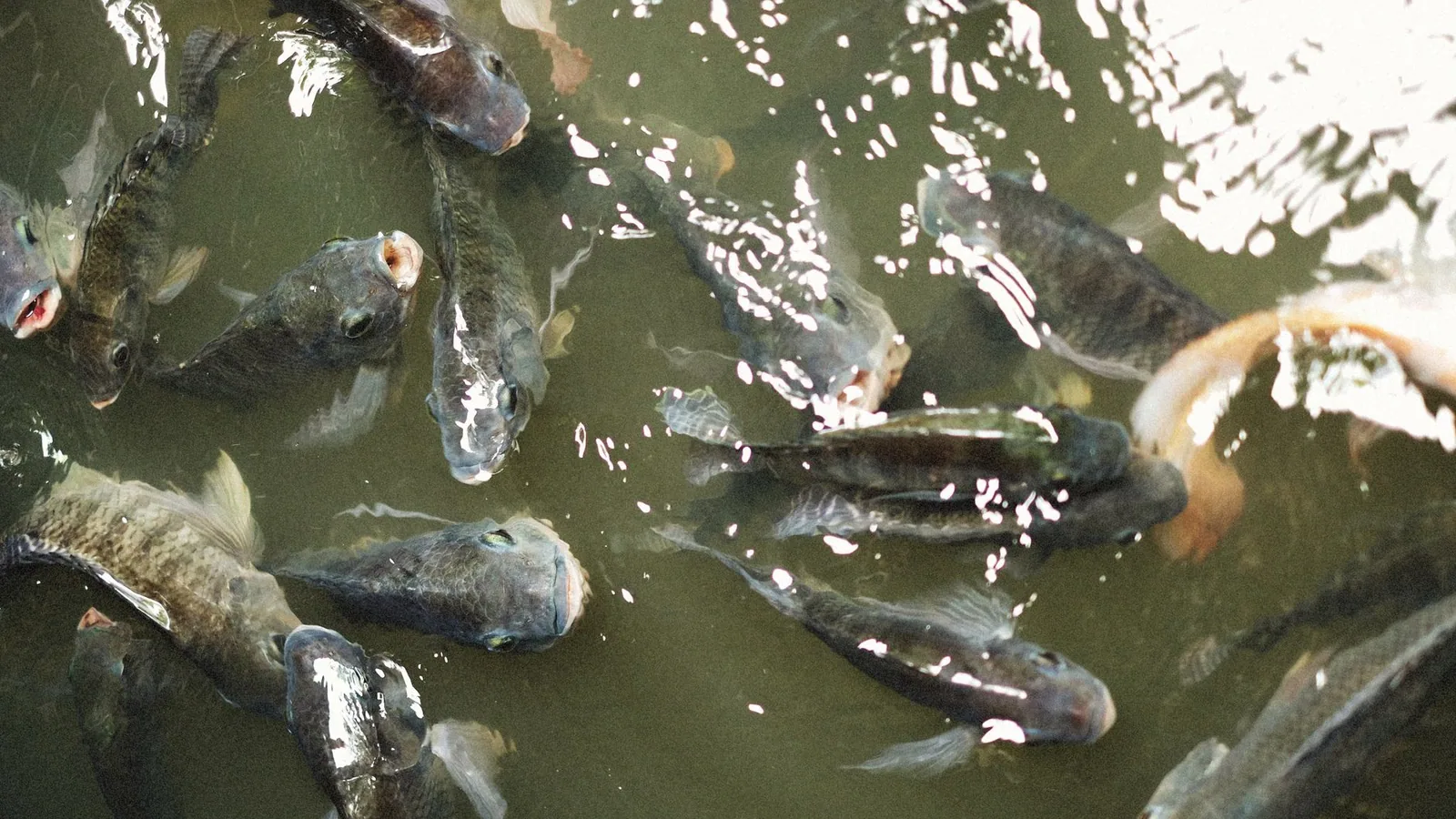 A vibrant close-up of various fish swimming in a pond, showing their natural behavior