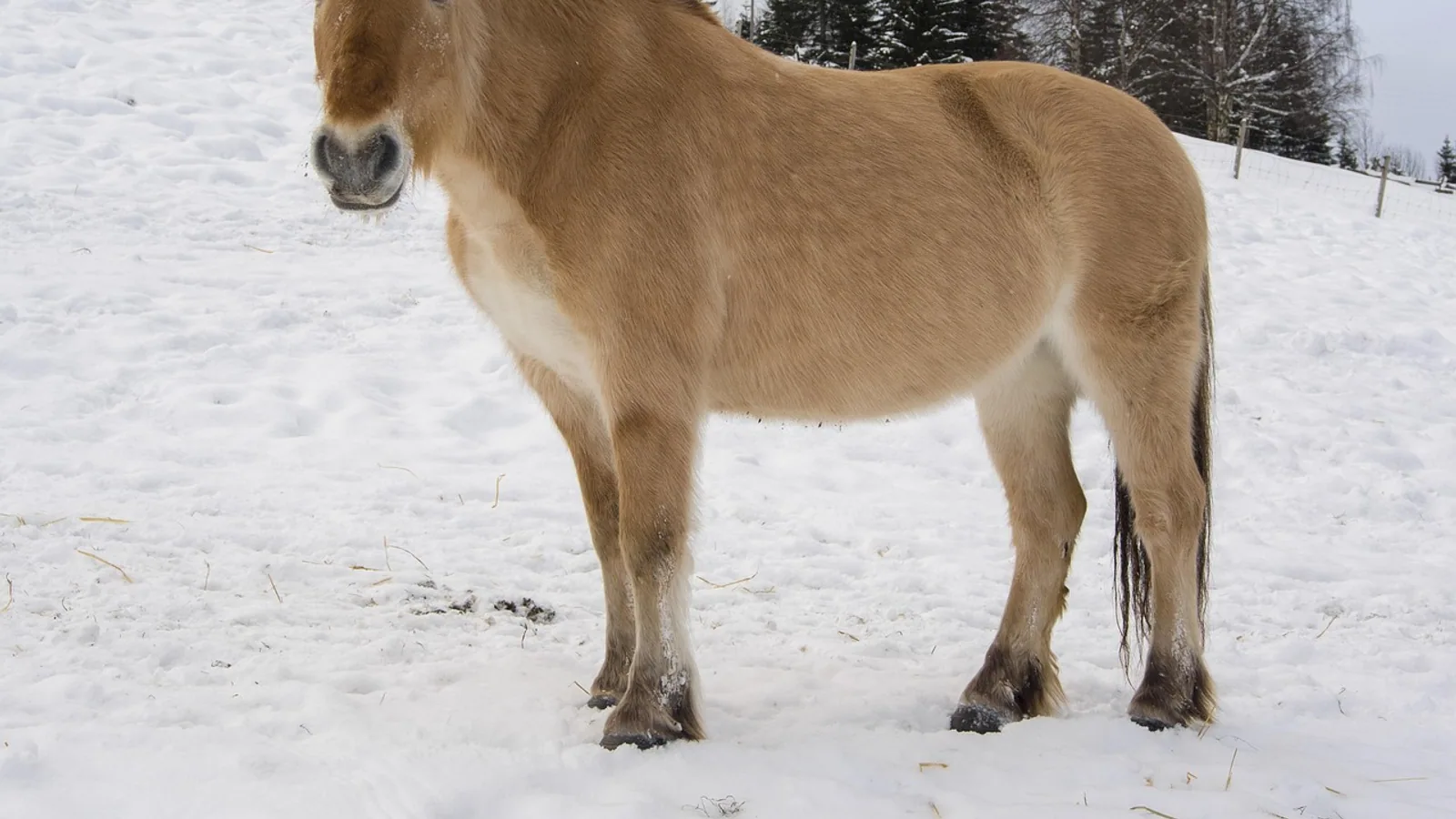 Norwegian Fjord Horse: Size, Temperament, Color, and Care