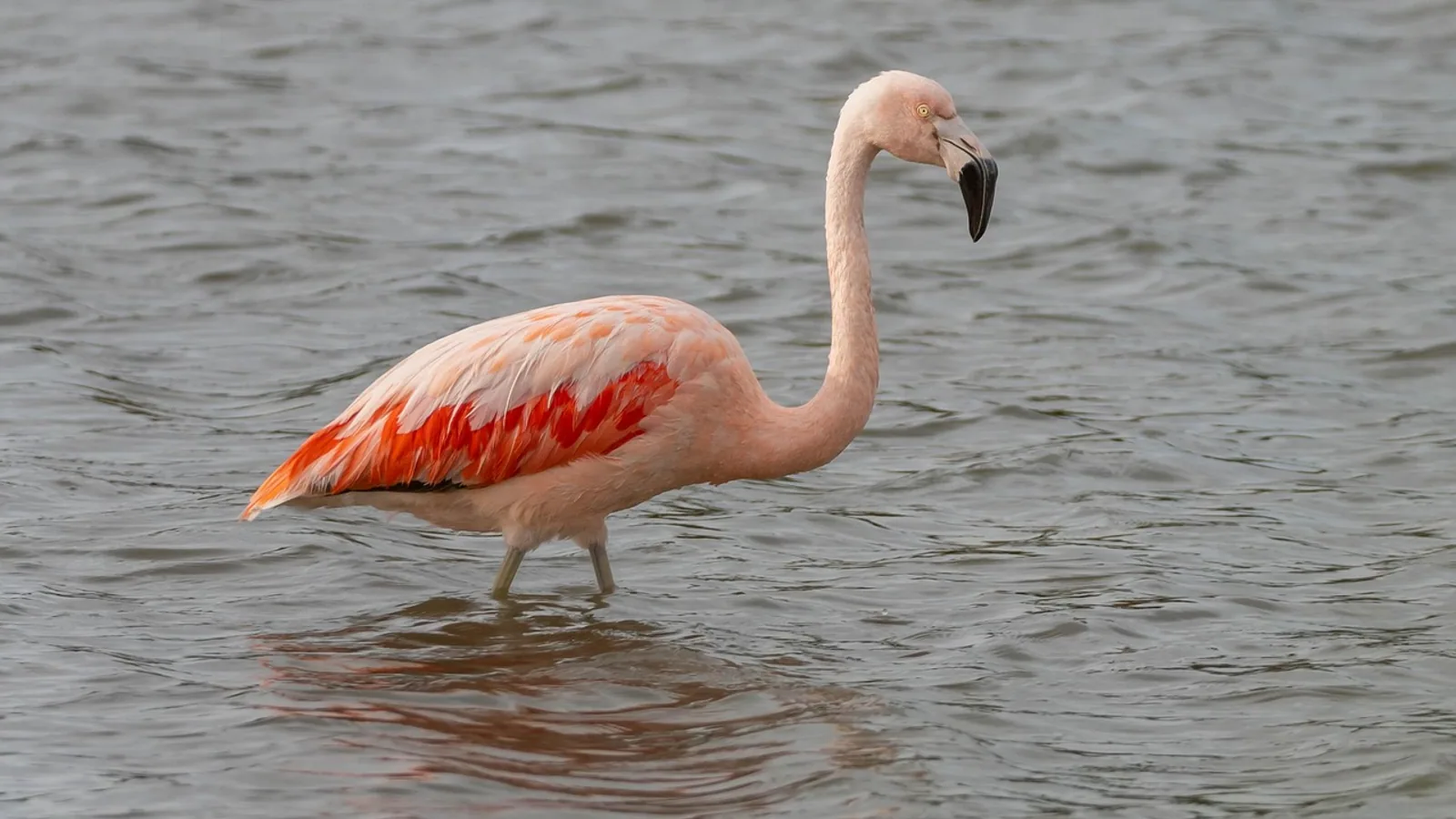 Do Birds Pee? How Birds Excrete Waste Explained