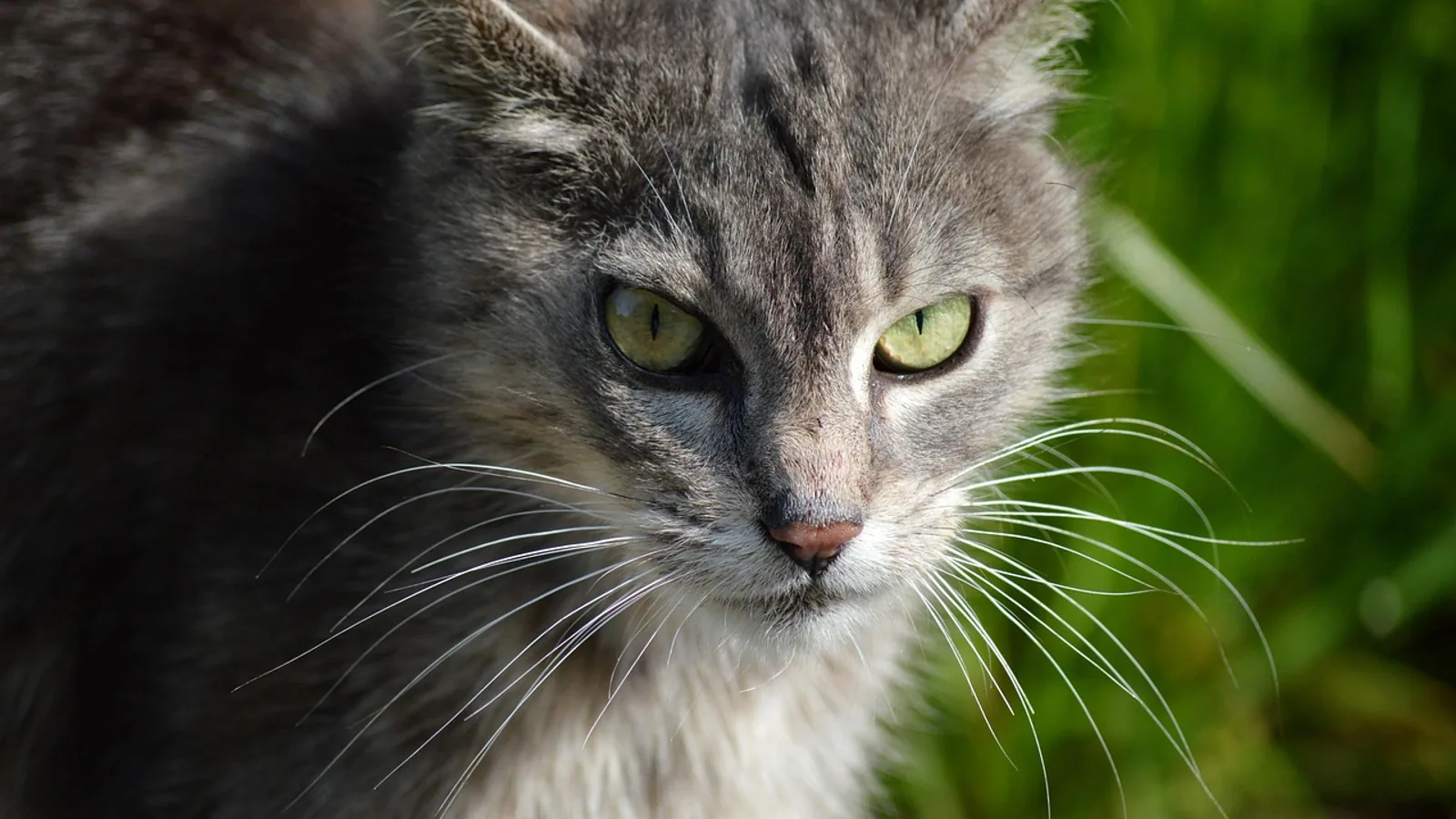 Flat-Faced Cats: Brachycephalic Breeds and Health Risks
