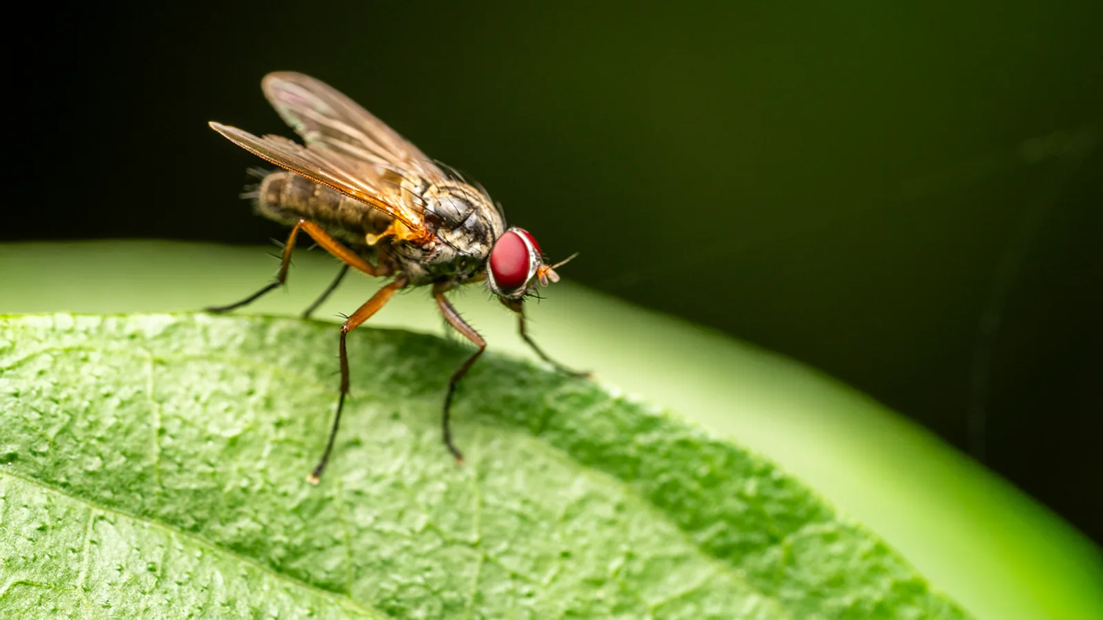Myiasis Disease: Fly Strike and Larval Infestation
