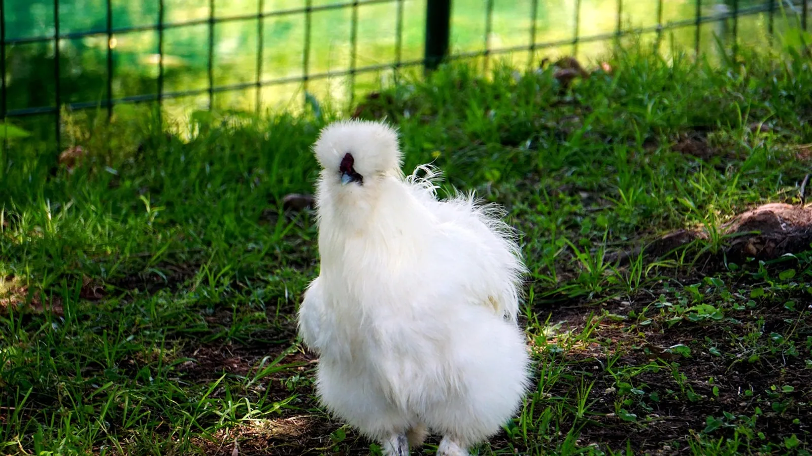 Funky Chicken Breeds: 12 Unusual Varieties to Know