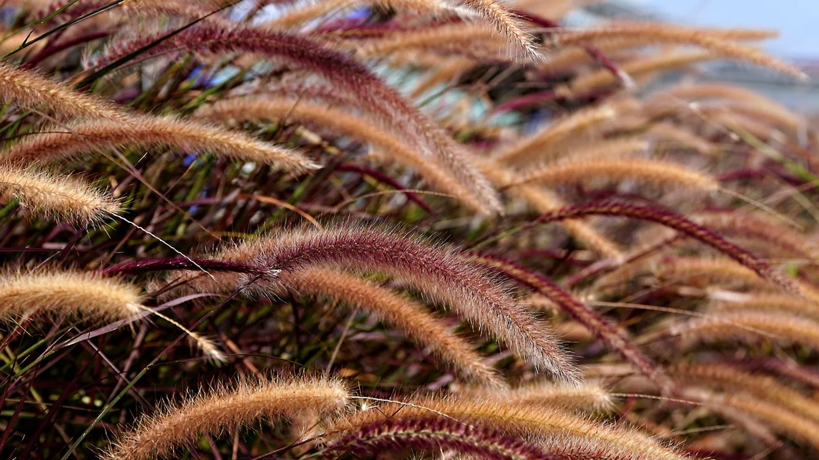 Foxtail Plant: Why It's Dangerous for Pets and Livestock