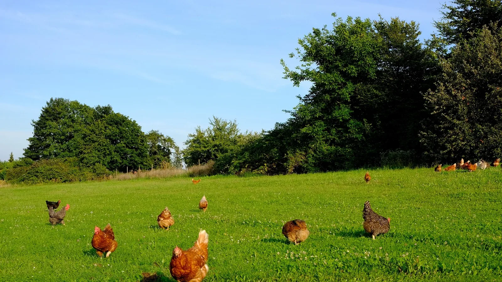 How Long Do Chickens Live? Lifespan by Breed and Care