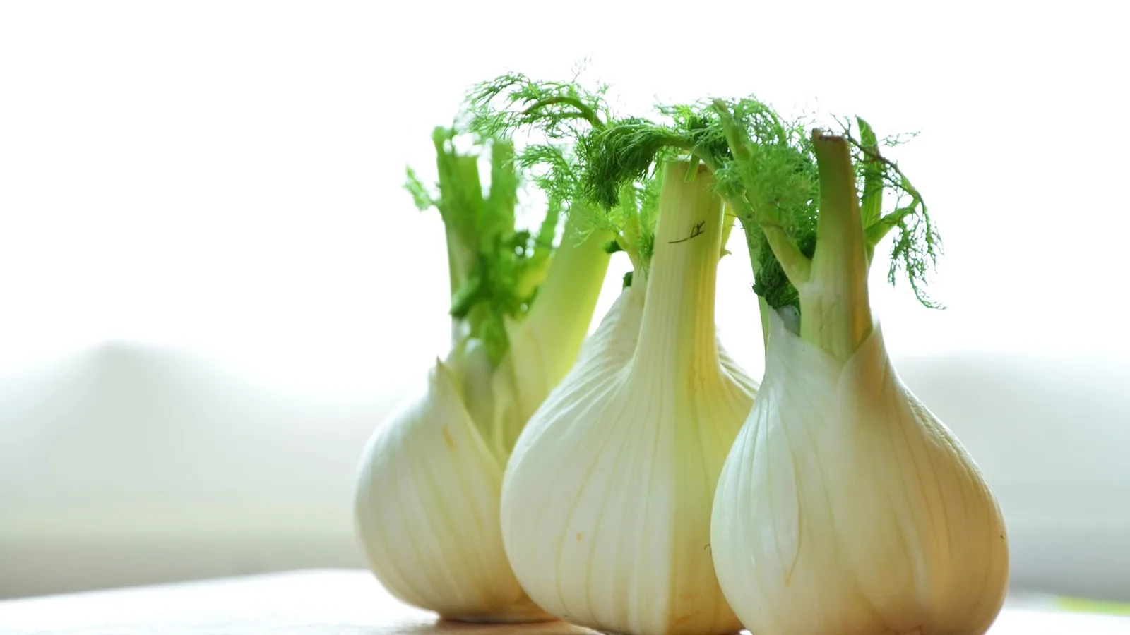 Fennel for Dogs: Safe Feeding Guide