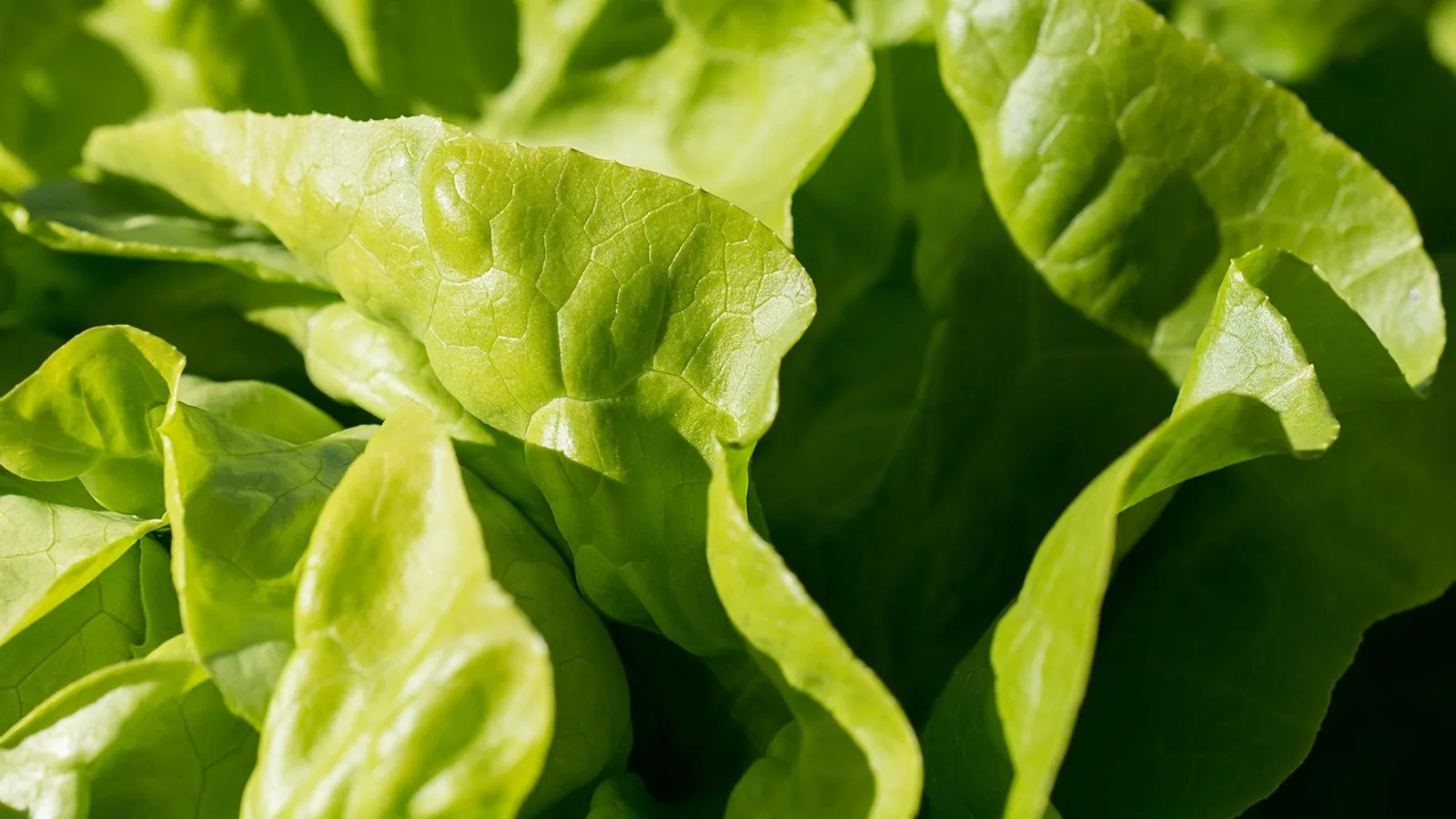 Can Dogs Eat Lettuce? Safe Types and Serving Tips