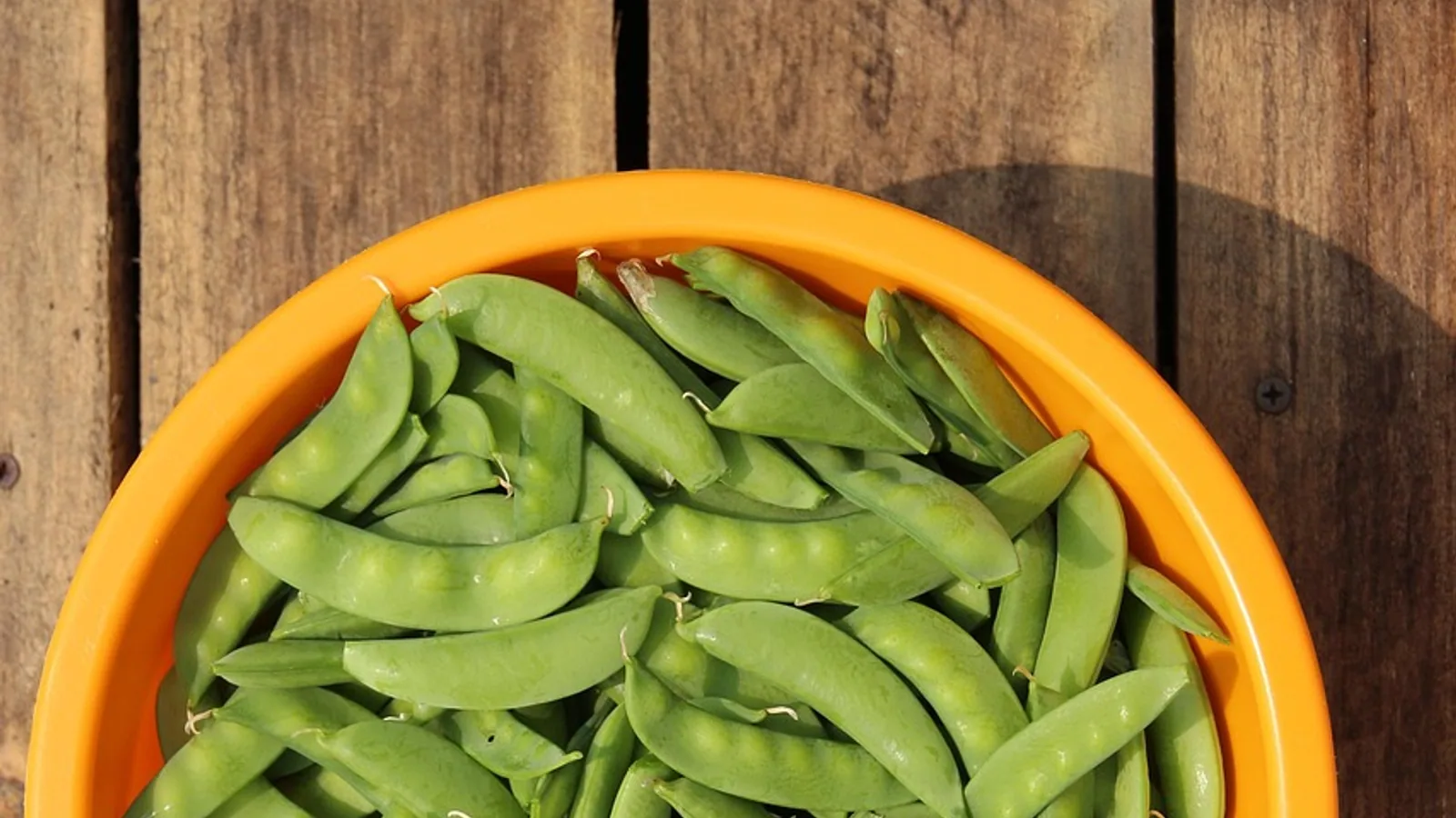 Can Dogs Eat Peas? Nutrition and Safety Guide