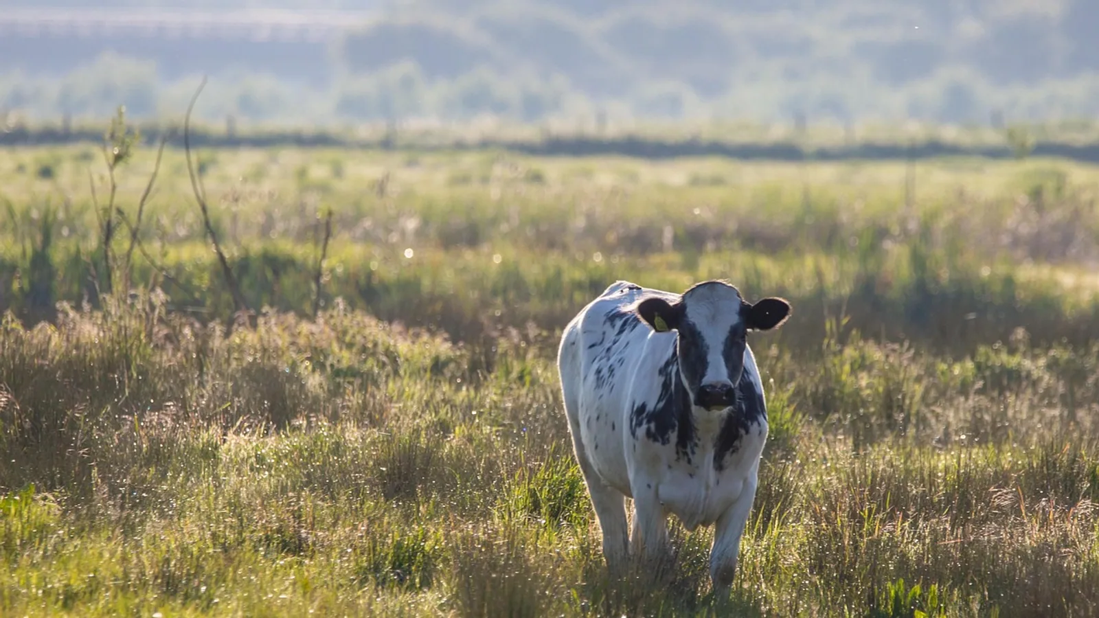 How Much Does a Cow Weigh? By Breed, Age and Sex